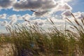 Grass growing in sands Royalty Free Stock Photo