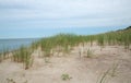 Grass growing in sandy beach Royalty Free Stock Photo