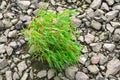 Grass growing between stones