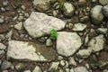 Grass growing between stones Royalty Free Stock Photo