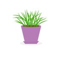 Grass Growing in violet flower pot icon Isolated White background Flat design