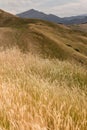 Grass growing on Wither Hills