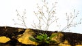 Grass Grown In The Roof Wall. Different Angle.