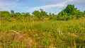 Grass grows abundantly on abandoned plantation land