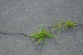 Grass grows in asphalt crack Royalty Free Stock Photo