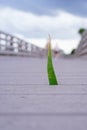 Grass grows from a boardwalk in swamp Royalty Free Stock Photo