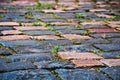 Grass grows through colored paving stones Royalty Free Stock Photo