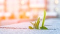 grass grows from concrete Royalty Free Stock Photo