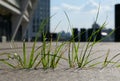 The grass grows from the concrete slabs of the sidewalk in city Royalty Free Stock Photo