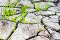 The grass grows through the drought-cracked earth Royalty Free Stock Photo