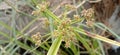 The grass that grows on the outskirts of the Trench near the workshop looks tough but very beautiful flowers