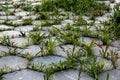 Grass grows on the pavement. background image Royalty Free Stock Photo