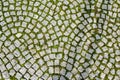 Grass grows through the slits in the pavement granite stones Royalty Free Stock Photo