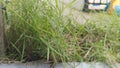 This grass grows thickly in front of the yard Royalty Free Stock Photo
