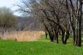 Grass Grows Before Trees Bloom in Midwest America