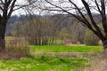 Grass Grows Before Trees Bloom in Midwest America from a New Angle