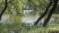 Grass grows in the water near the pond shore, duckweed on the surface. Royalty Free Stock Photo