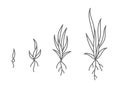 Grass growth stages. Ripening period progression. Plant seedling phases. Hand drawn vector line. Editable outline stroke