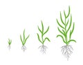 Grass growth stages. Vector infographic clipart. Hand drawn sketch.
