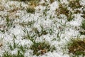 Grass after hailstorm Royalty Free Stock Photo