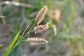 A grass halm, dancing in the Sun Royalty Free Stock Photo
