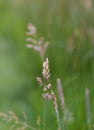 Grass halm Royalty Free Stock Photo
