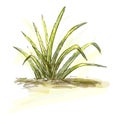Grass Royalty Free Stock Photo