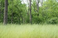 The grass has grown high in the meadow. Royalty Free Stock Photo