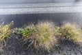 Grass hassock at the side of a street