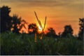 A Beautiful Sunset in a Beautiful Farm Royalty Free Stock Photo