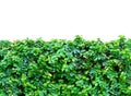 Grass hedge isolated on white background Royalty Free Stock Photo