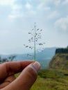 Grass held in hand relates tree plantation Royalty Free Stock Photo