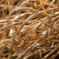 Of the grass highlighting its organic complexity and detailed Royalty Free Stock Photo
