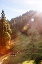 Marbachegg valley biosphere reserve of Entlebuch with cattle cows, Switzerland