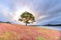 Grass hill and pine tree dawn with colorful rays light shine into sky Royalty Free Stock Photo
