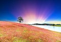 Grass hill and pine tree dawn with colorful rays light shine into sky Royalty Free Stock Photo