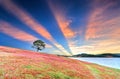 Grass hill and pine tree dawn with colorful rays light shine into sky Royalty Free Stock Photo