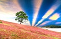 Grass hill and pine tree dawn with colorful rays light shine into sky Royalty Free Stock Photo