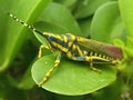 grass hoper,grass eater insect Royalty Free Stock Photo