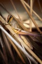 Grass Hopper Royalty Free Stock Photo