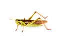 Grass hopper Royalty Free Stock Photo