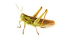 Grass hopper Royalty Free Stock Photo