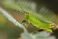 Grass hopper Royalty Free Stock Photo