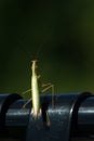 Grass hopper on bench