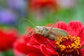 Grass Hopper. A differential grasshopper hanging out in a summer meadow