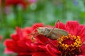 Grass Hopper. A differential grasshopper hanging out in a summer meadow