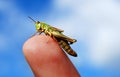 Grass hopper on finger Royalty Free Stock Photo