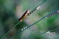 A grass hopper rest on the grass leaf