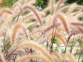 Grass horsetails