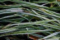 Grass ice